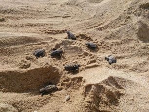 Τα θαλάσσια χελωνάκια ξεκίνησαν το μακρύ ταξίδι από τη Νάξο… (βίντεο)